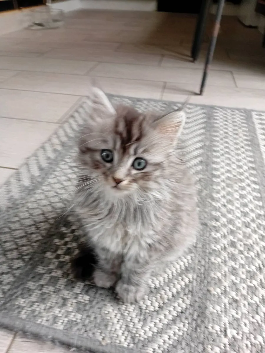 Maine coon × Ragdoll kittens - Image 1