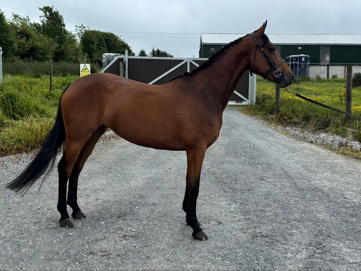 Top class 5yr old mare - Image 1