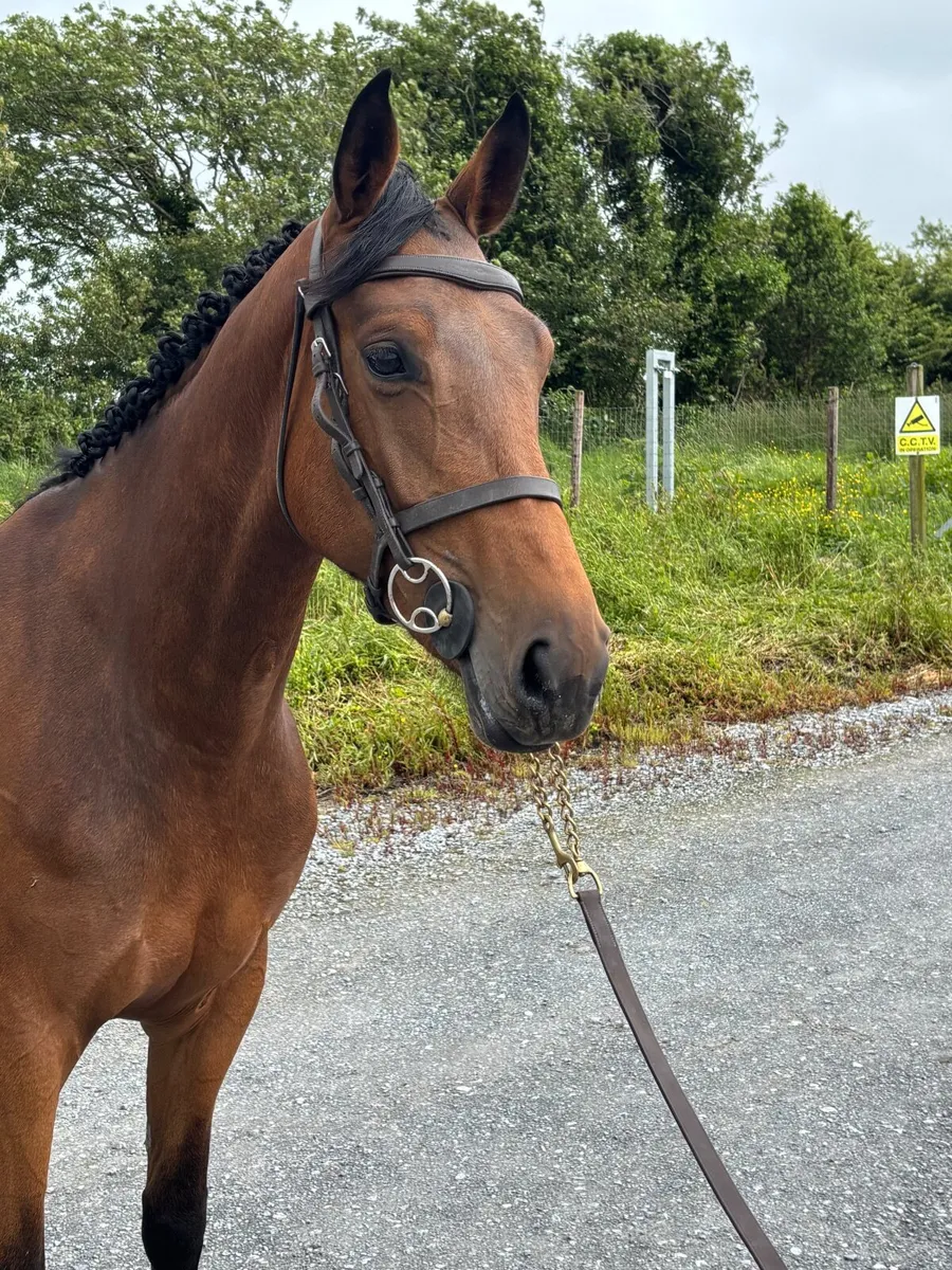 Top class 5yr old mare - Image 2