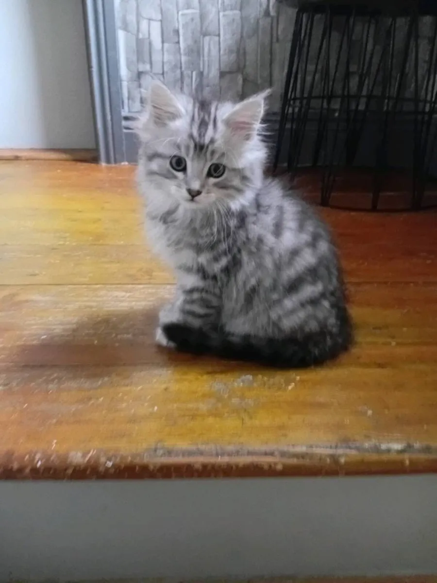 Maine coon × Ragdoll kittens - Image 2