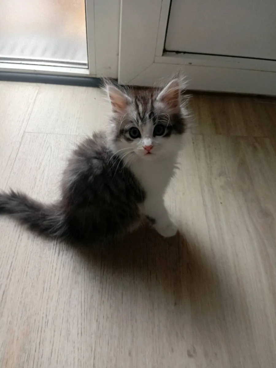 Maine coon × Ragdoll kittens - Image 3