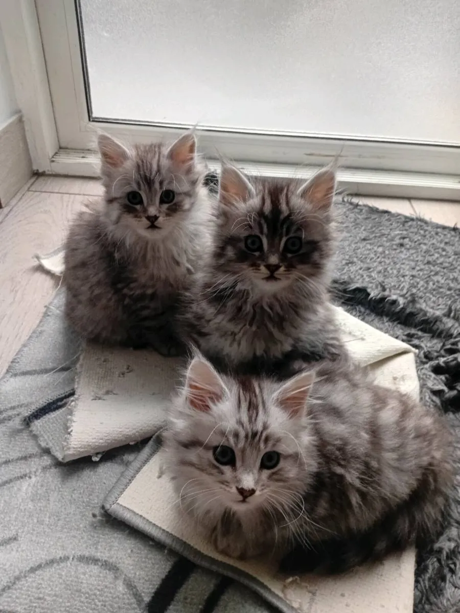 Maine coon × Ragdoll kittens - Image 4
