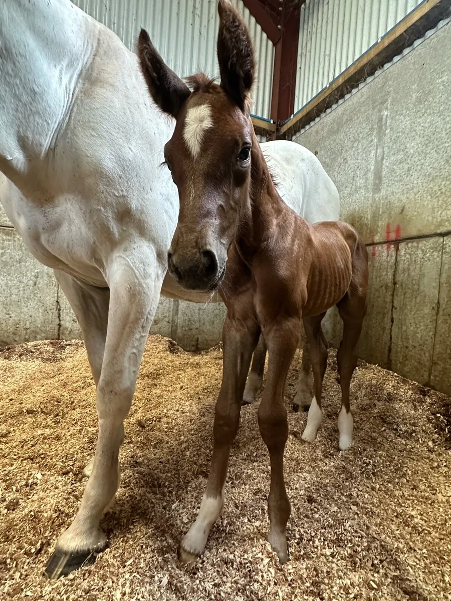 2026 Foals with Top 1.60m sires and Breeding! - Image 1