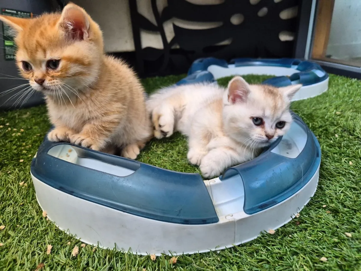 Purebreed munchkin kittens - Image 1
