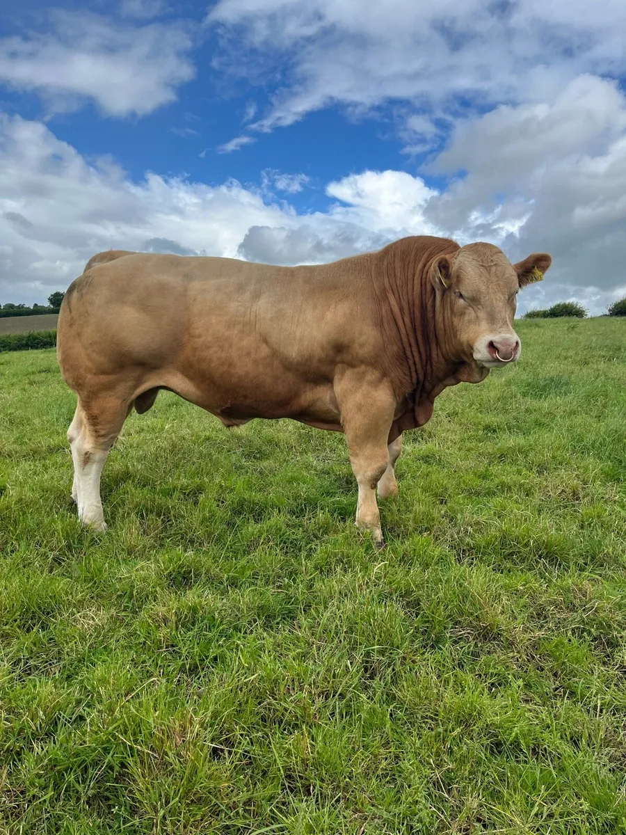 Blonde bull - Image 3