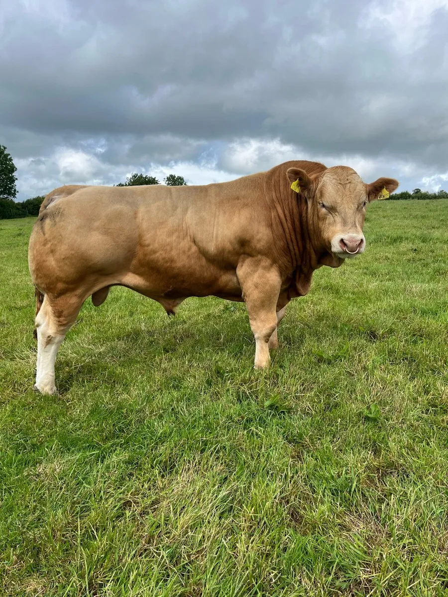 Blonde bull - Image 1