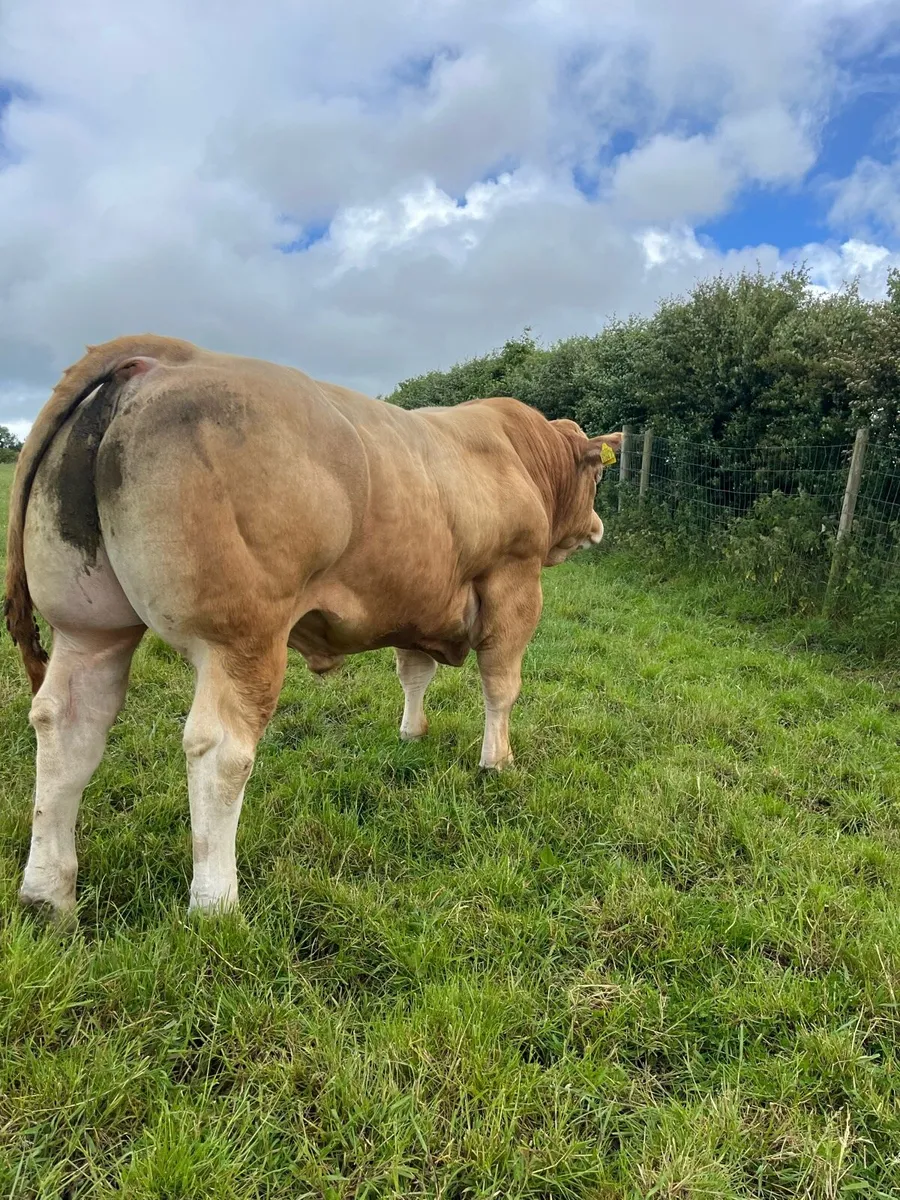 Blonde bull - Image 2