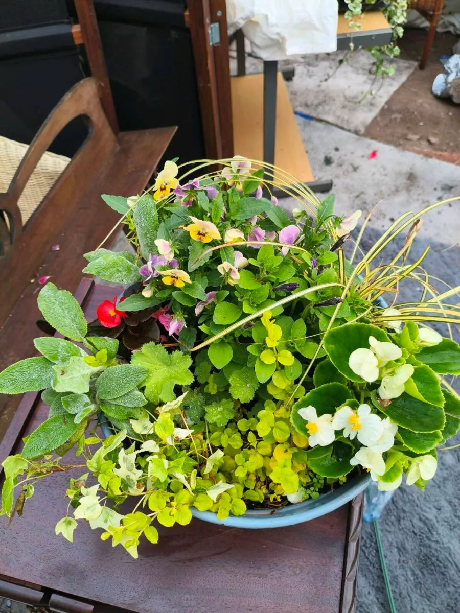 Beautiful freshly made pots ,make my self - Image 1
