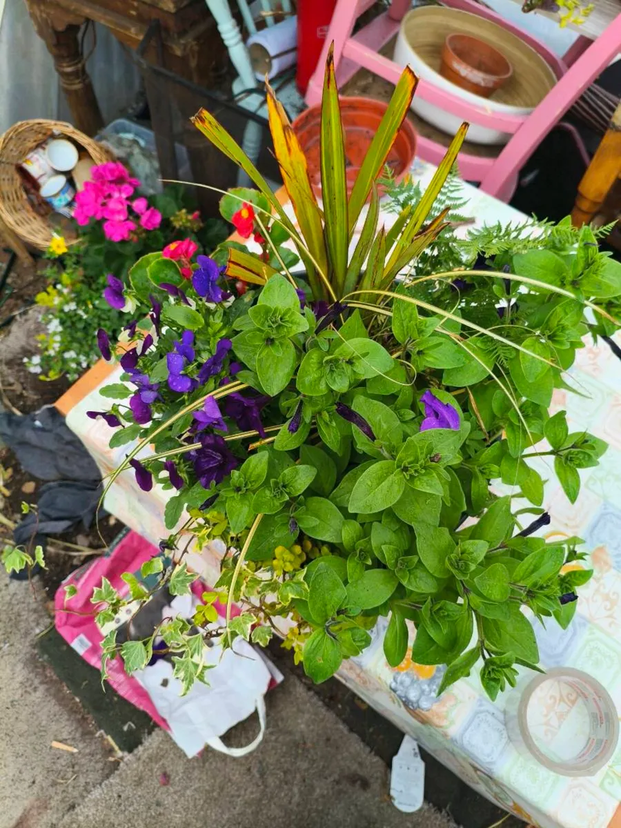 Beautiful freshly made pots ,make my self - Image 2