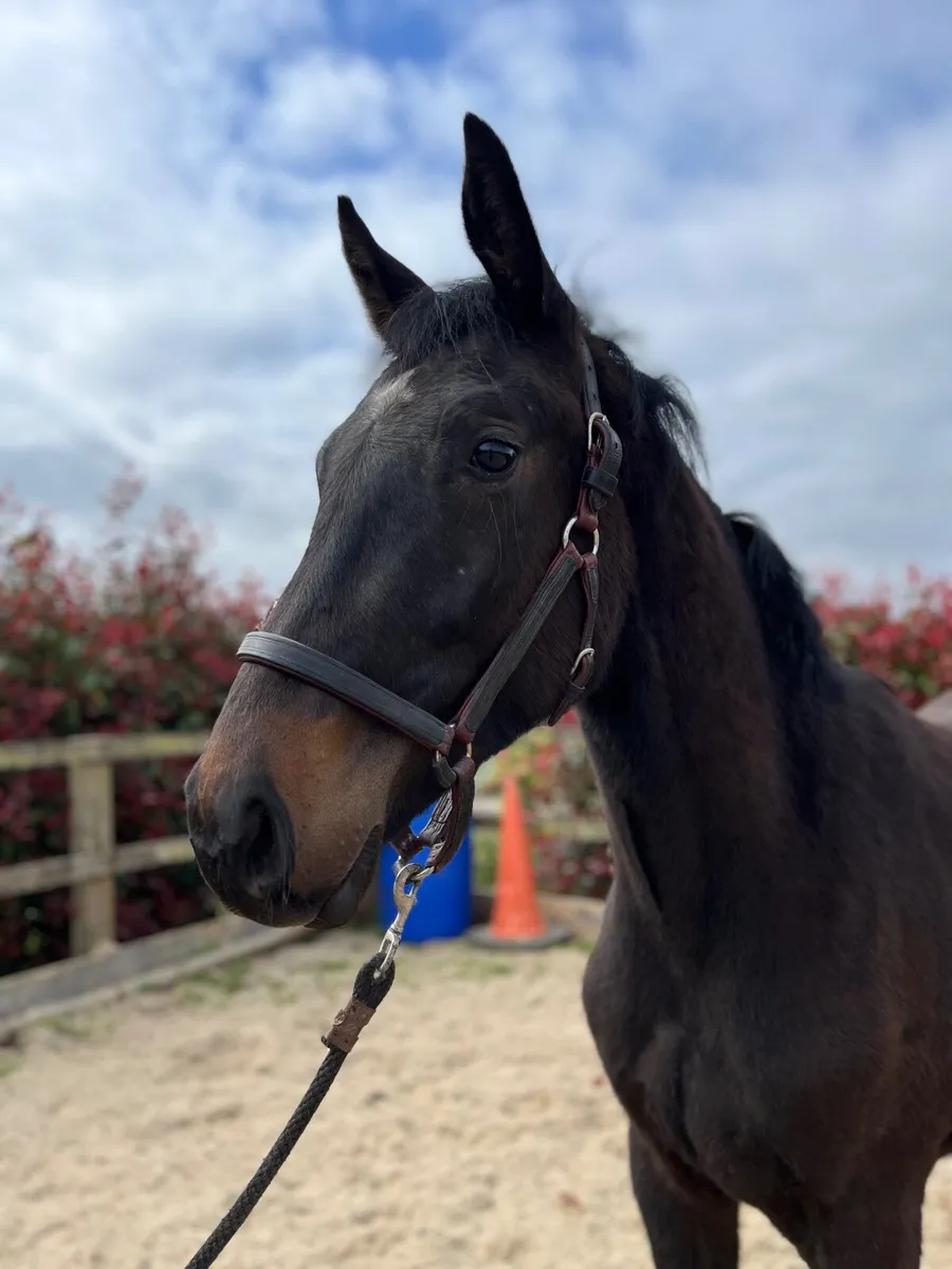 Quality Eyecatching Gelding - Image 2