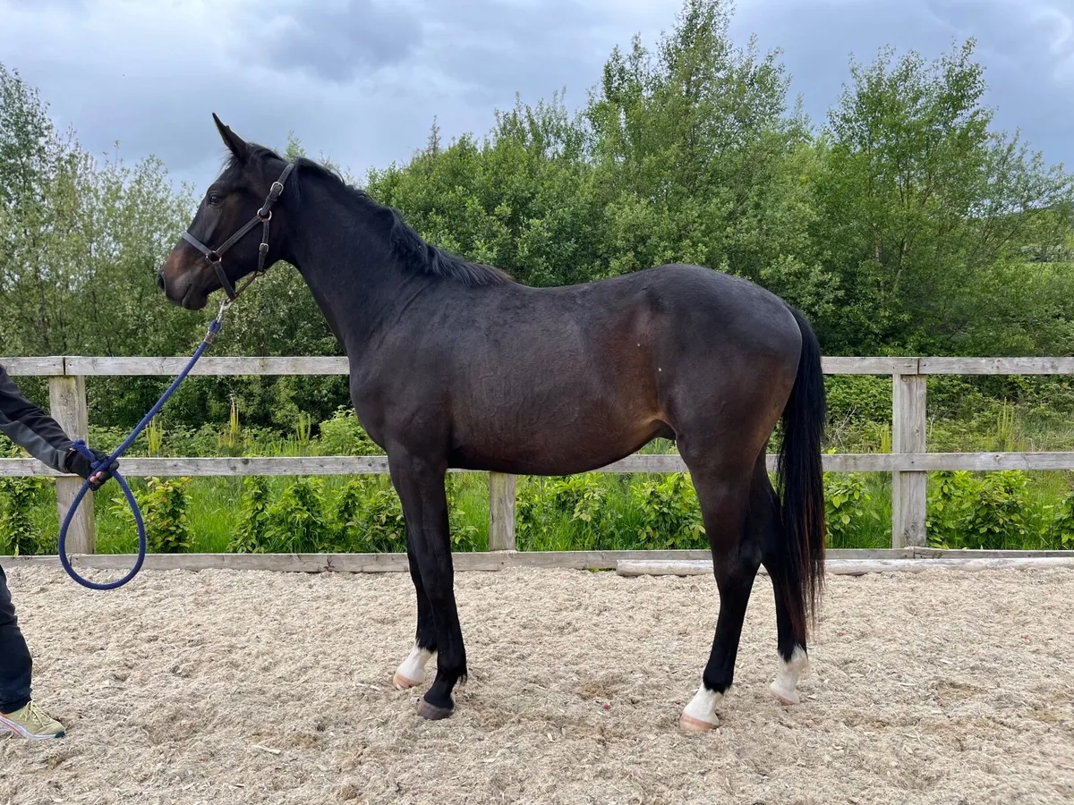Quality Eyecatching Gelding - Image 1