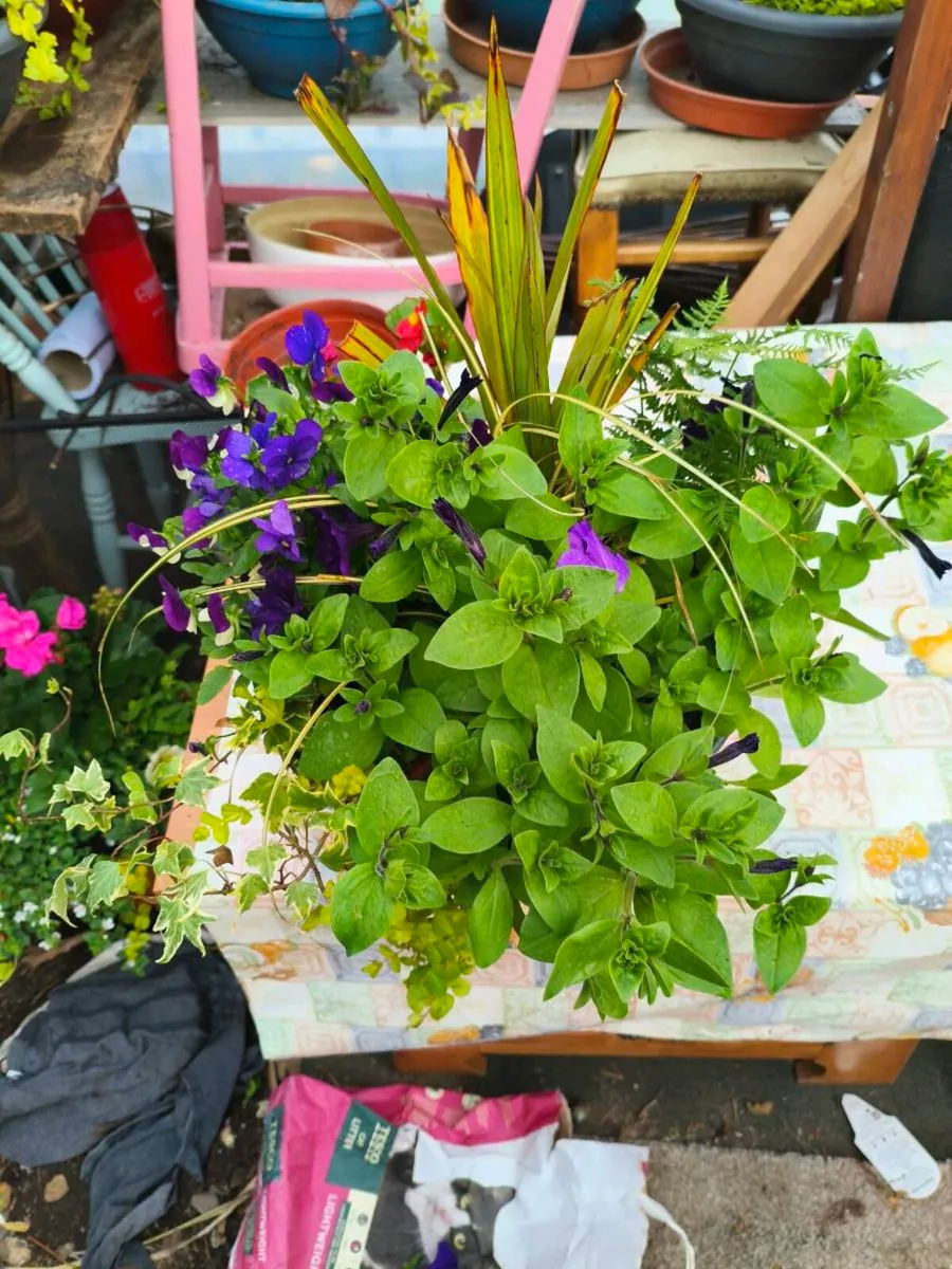 Beautiful freshly made pots ,make my self - Image 3