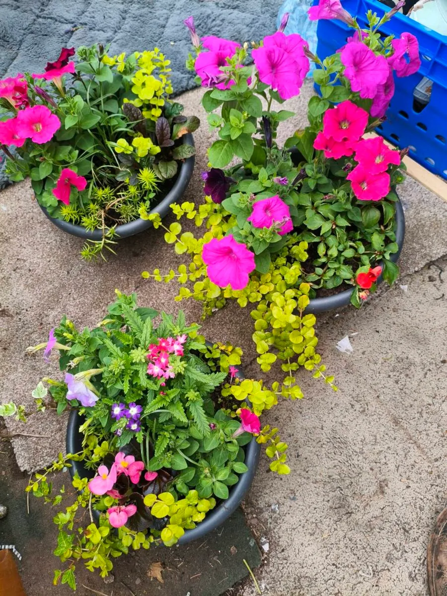 Beautiful freshly made pots ,make my self - Image 4