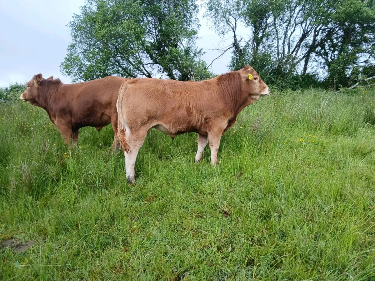 Pbr limousin bulls for sale - Image 3