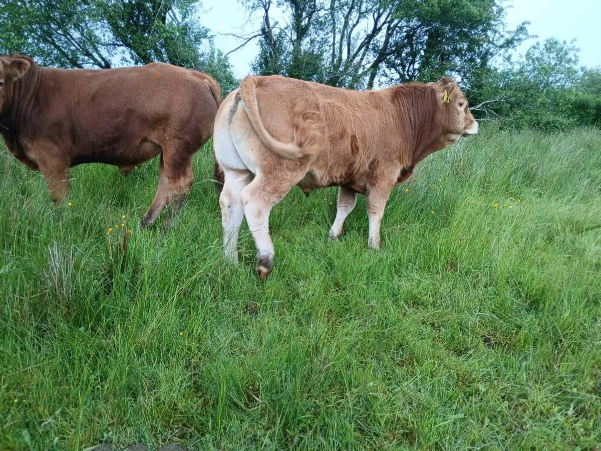 Pbr limousin bulls for sale - Image 4