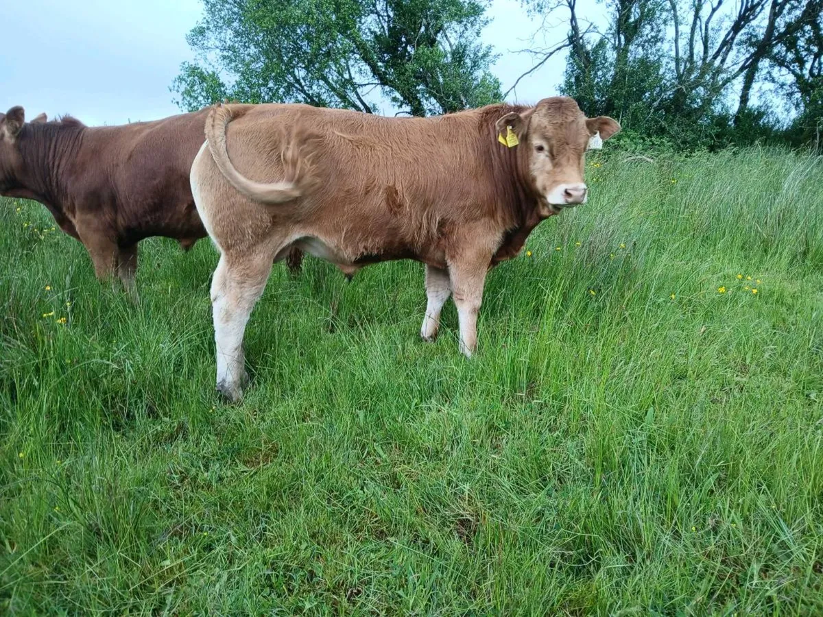 Pbr limousin bulls for sale - Image 1