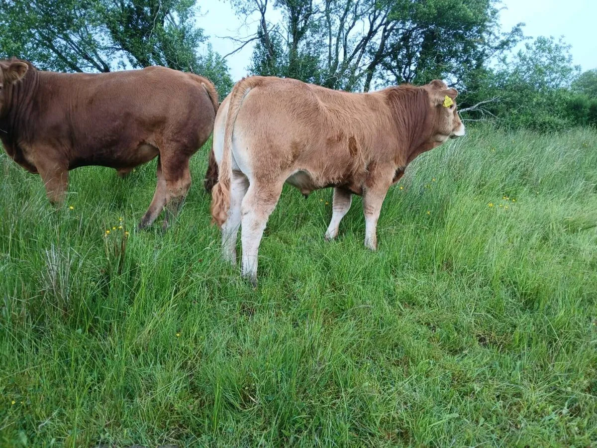 Pbr limousin bulls for sale - Image 2