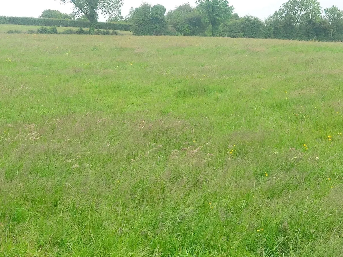 Grazing - Image 1