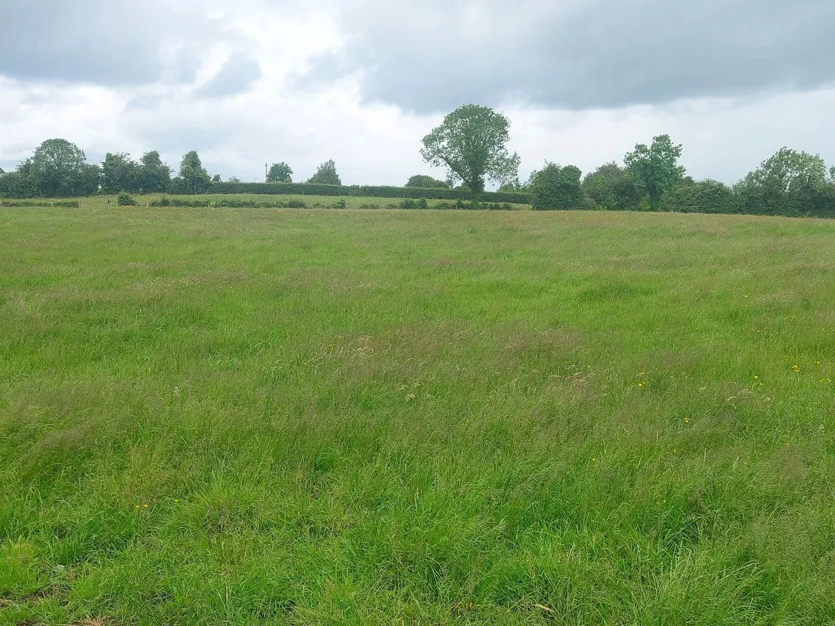 Grazing - Image 2