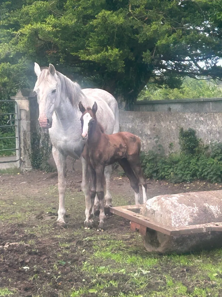 Mare and foal - Image 1