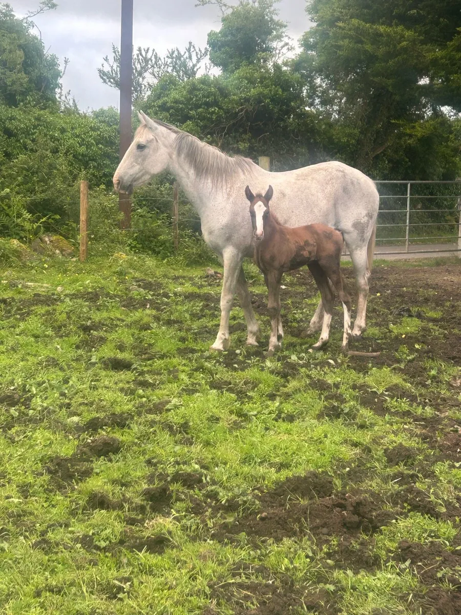 Mare and foal - Image 3