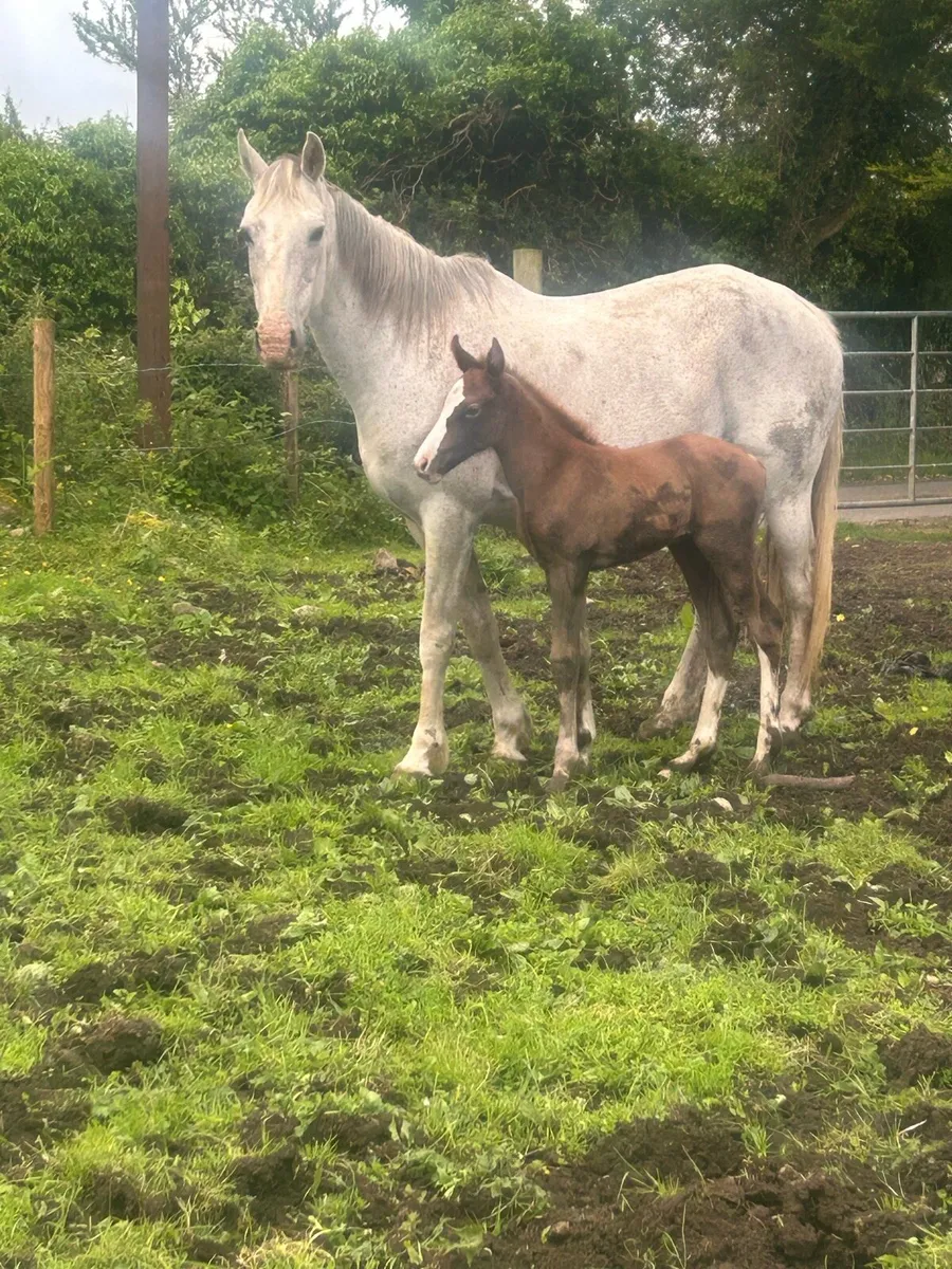 Mare and foal - Image 4