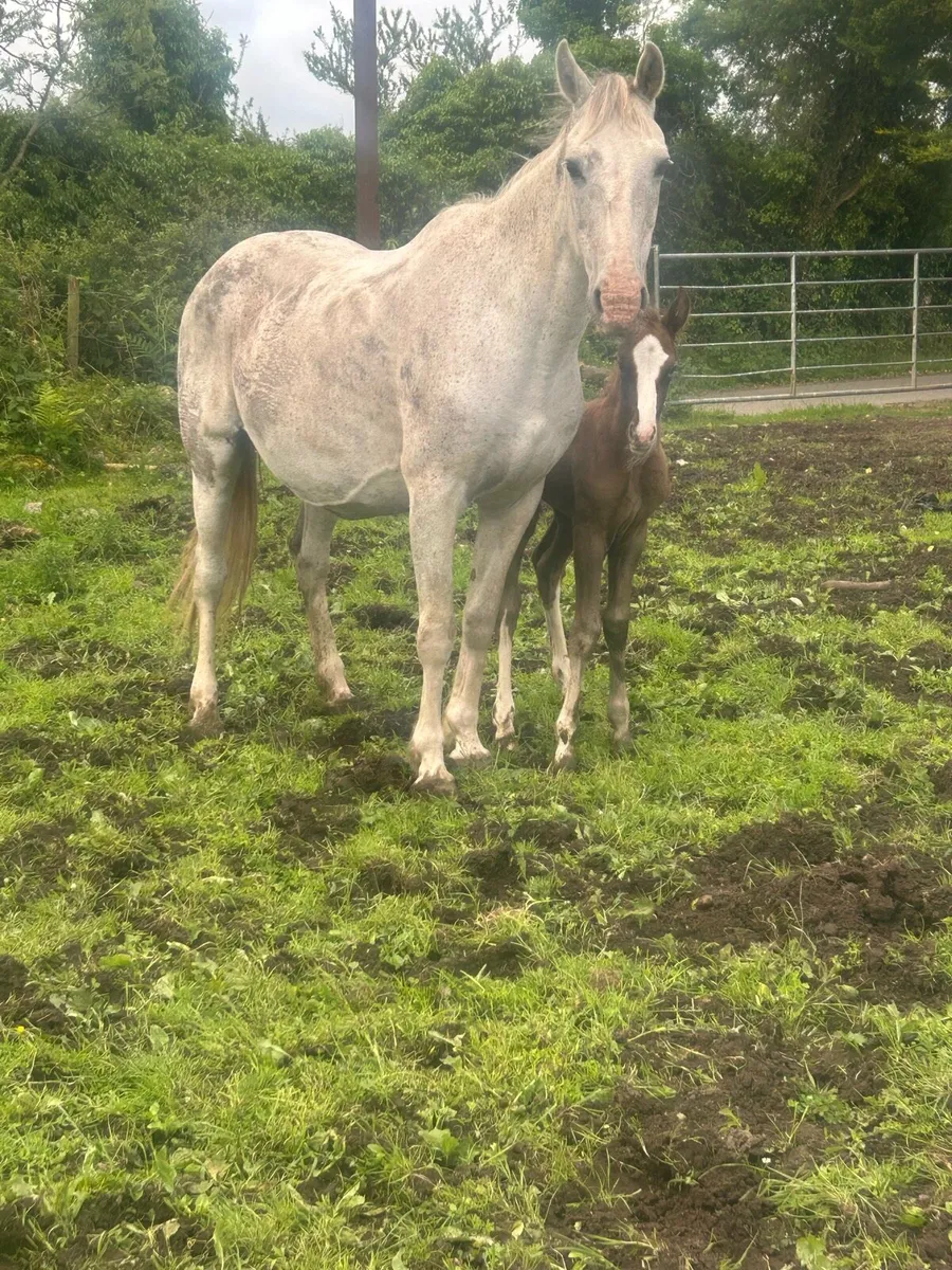 Mare and foal - Image 2