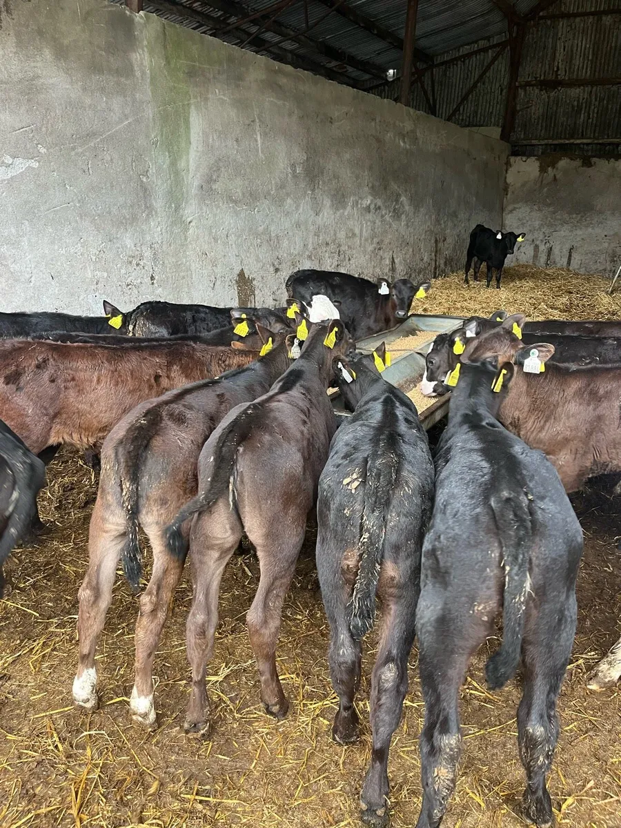 20 weaned Angus heifers - Image 1