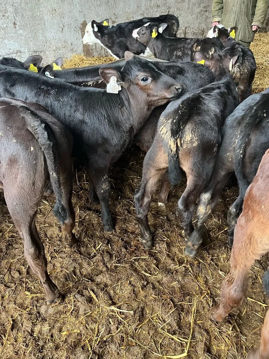 20 weaned Angus heifers - Image 2