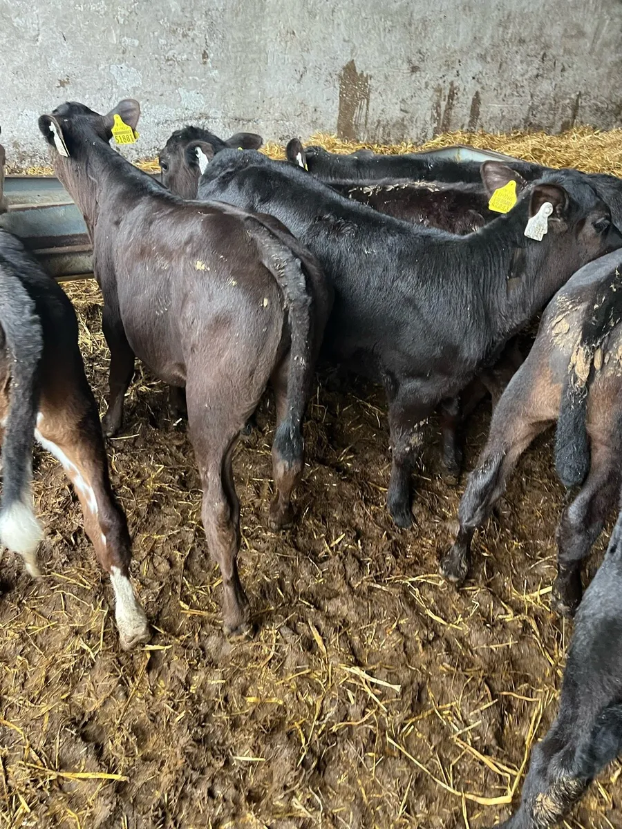 20 weaned Angus heifers - Image 3