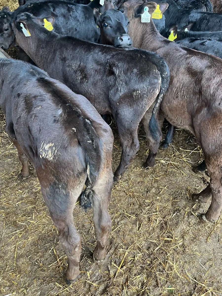 20 weaned Angus heifers - Image 4