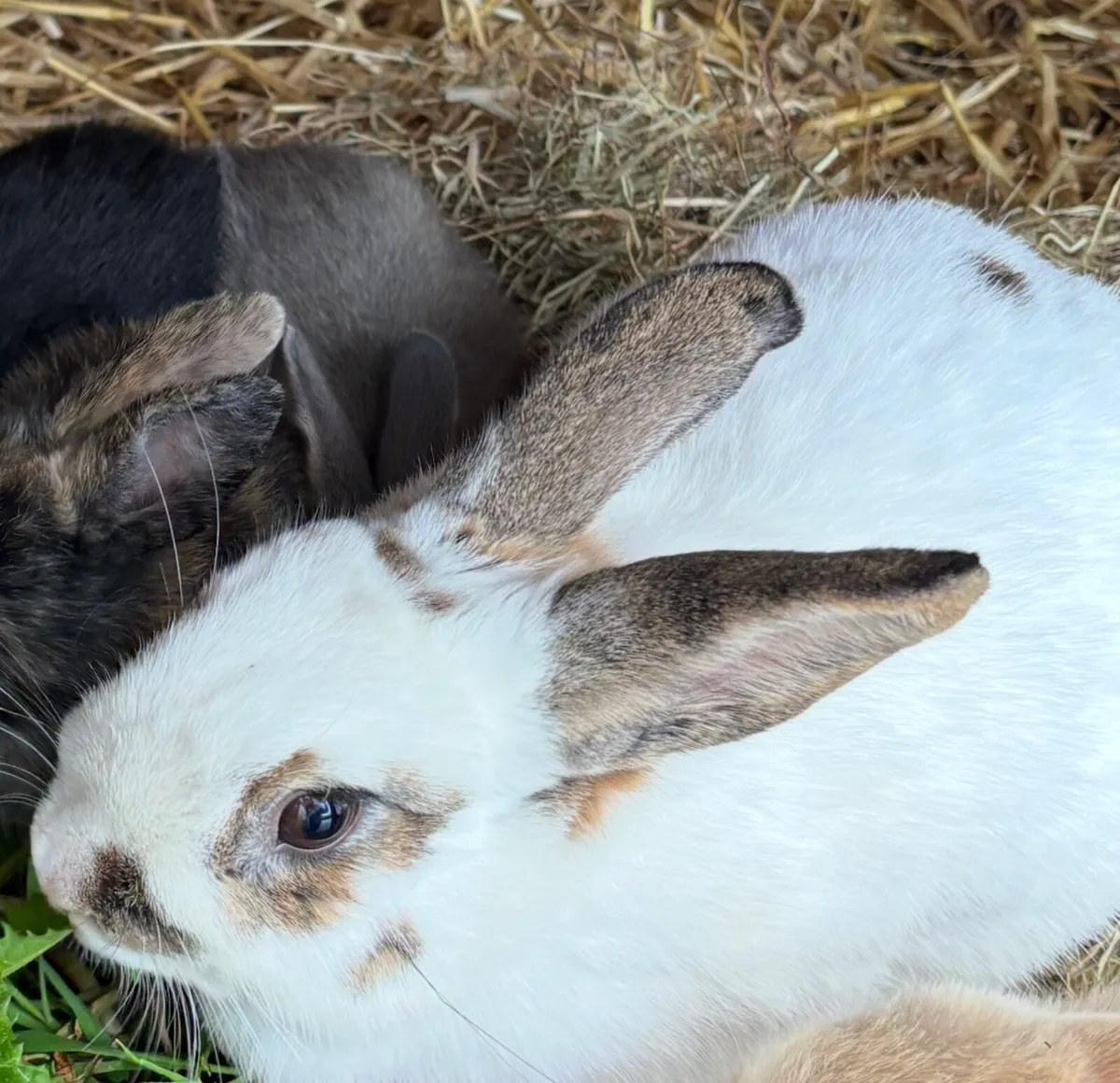 Rabbit - Image 1