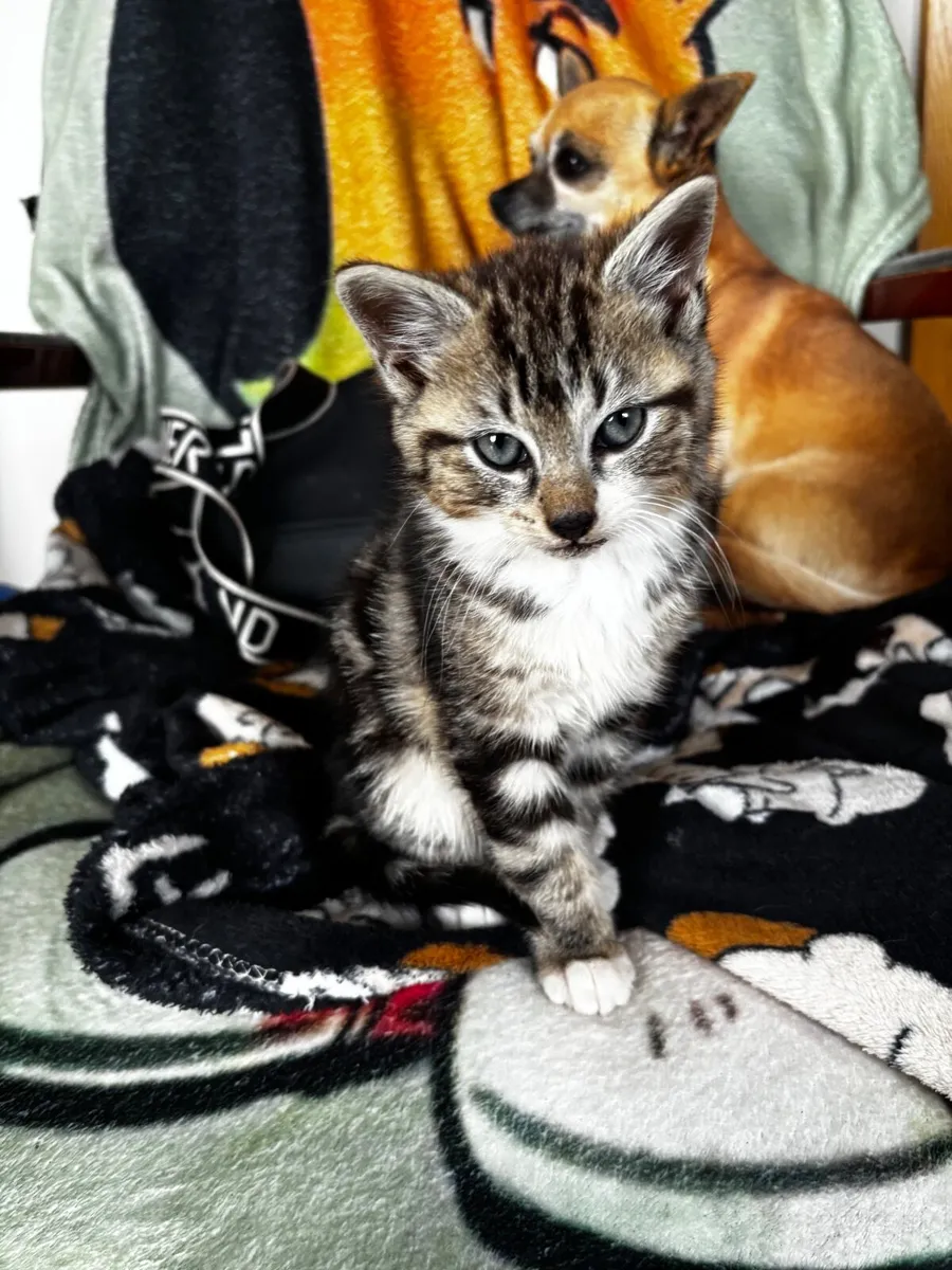 Kitten - Image 4