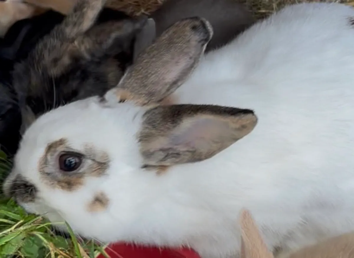Rabbit - Image 2