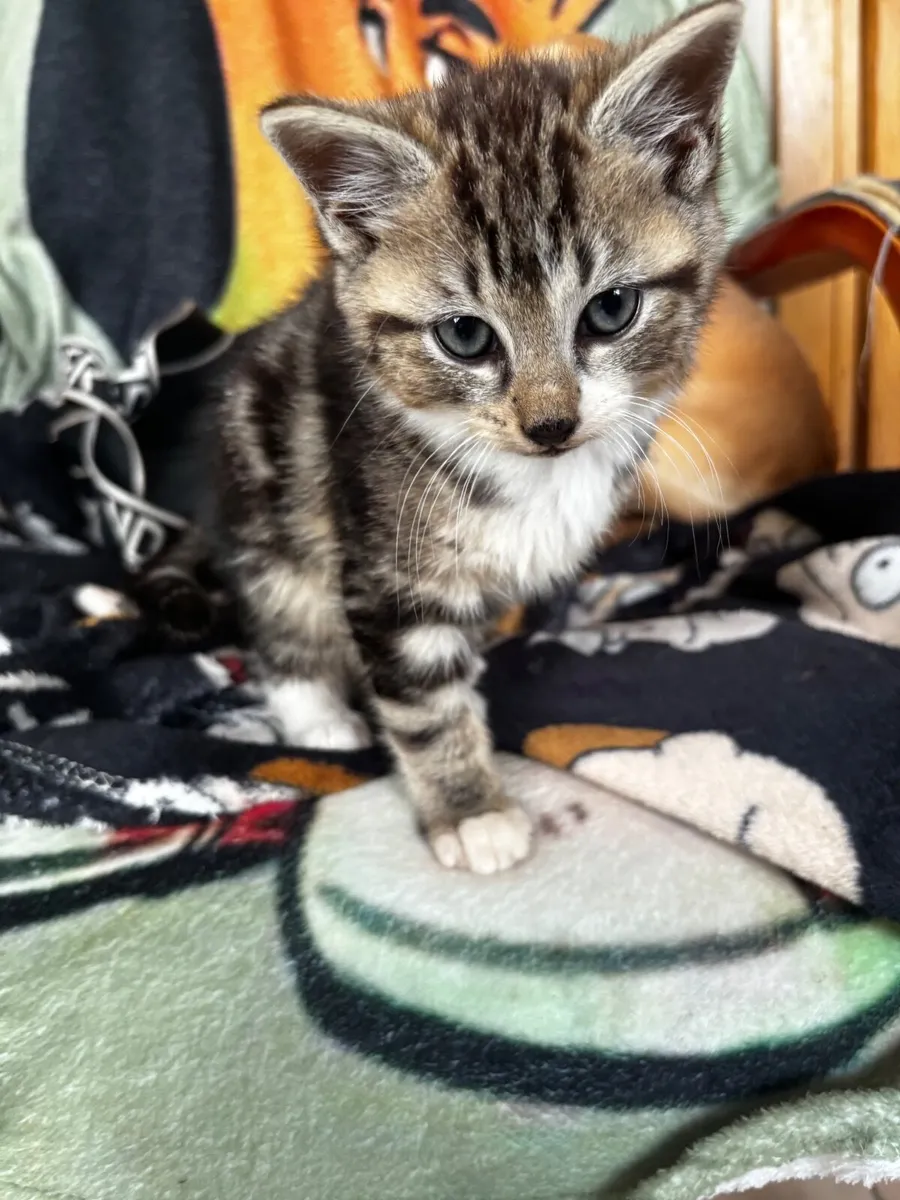 Kitten - Image 3