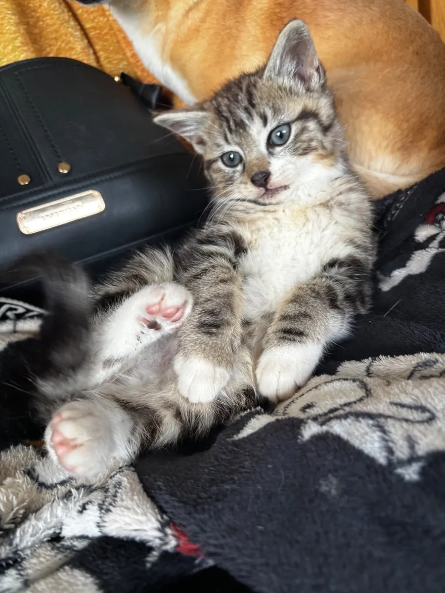 Kitten - Image 2