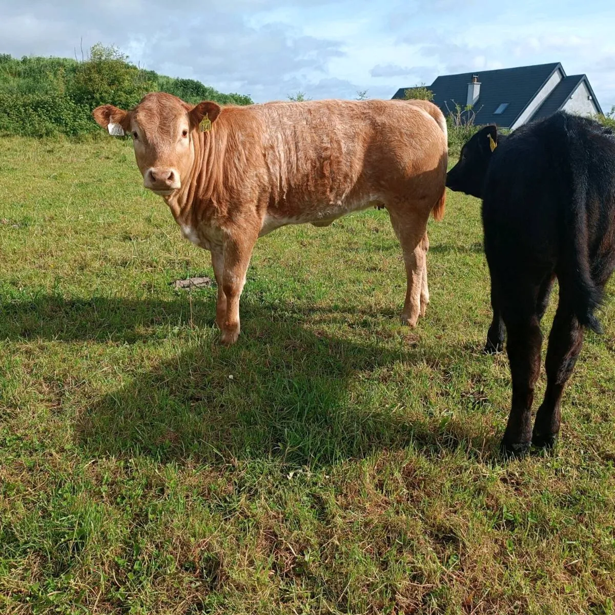 EPI bull - Image 4