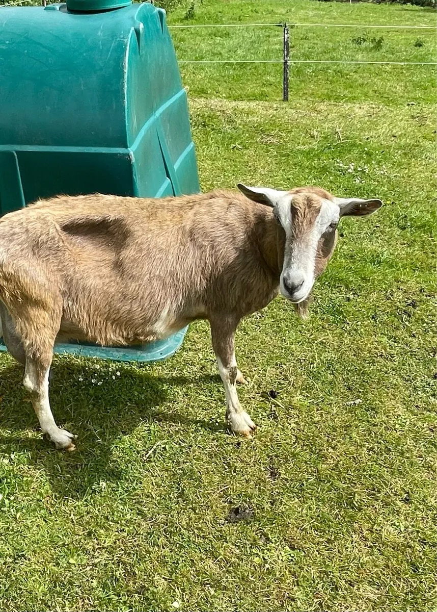 Goat