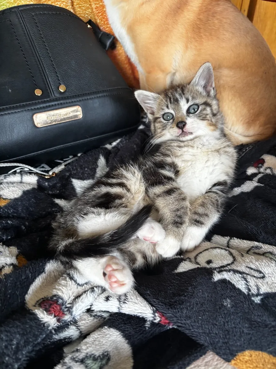 Kitten - Image 1