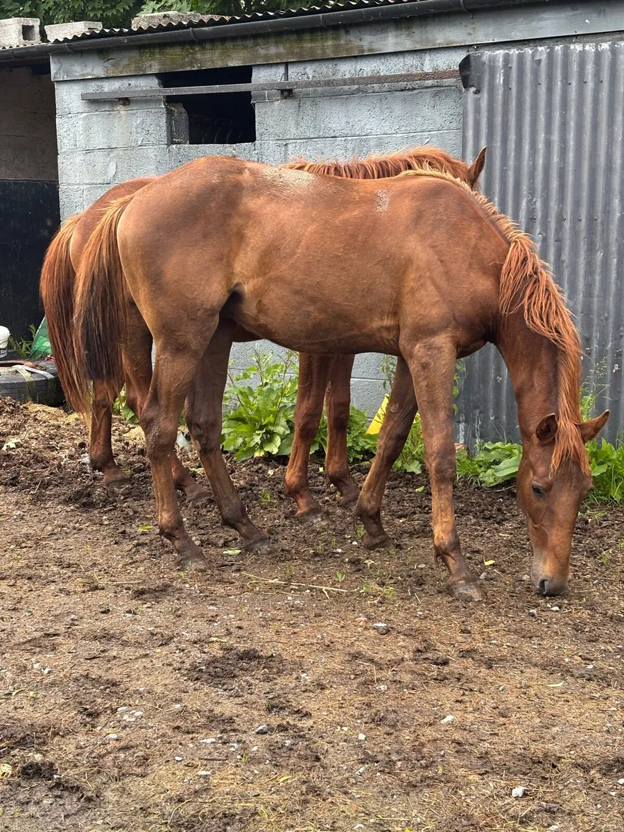 Chestnut geldings - Image 2