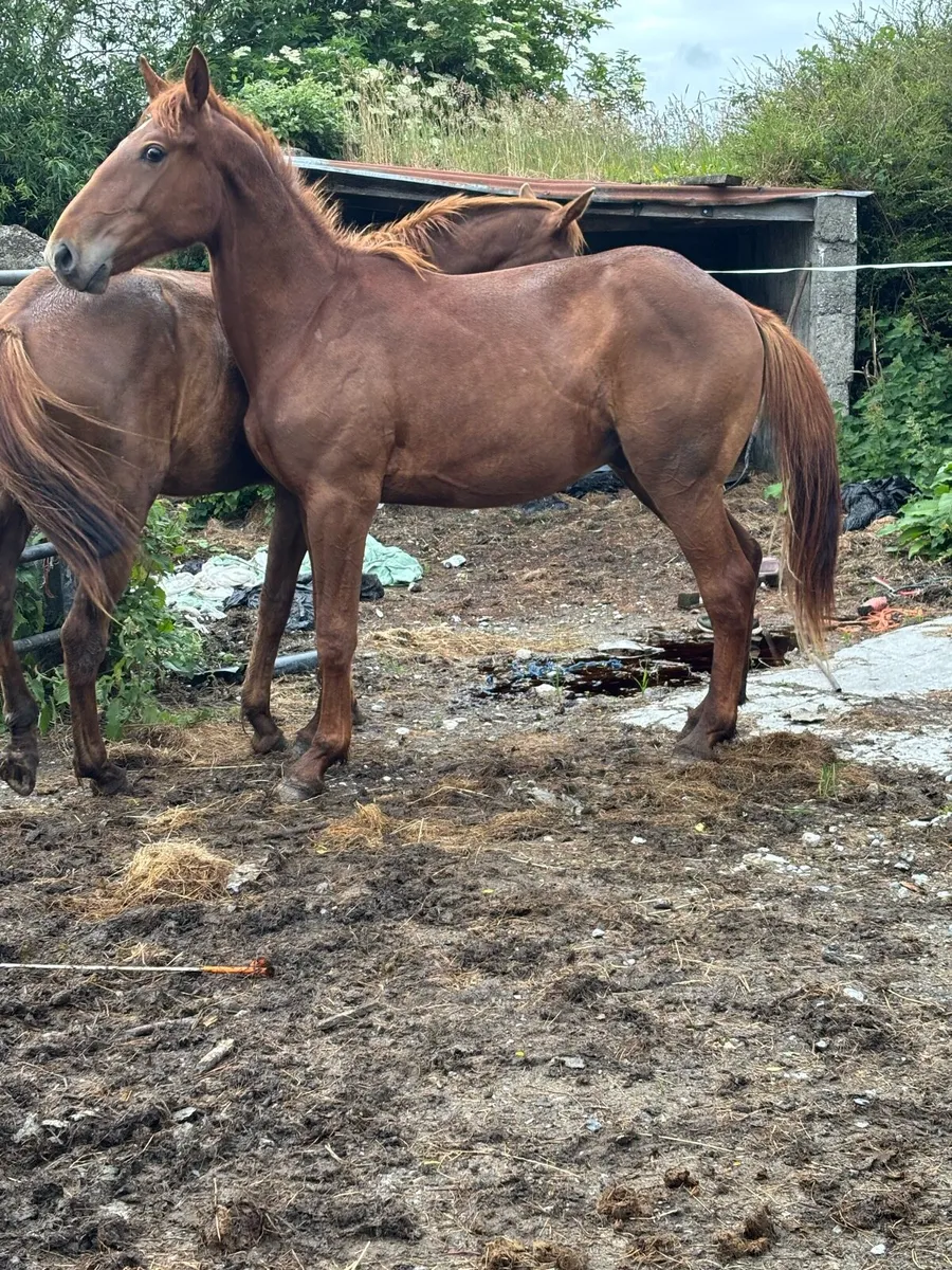 Chestnut geldings - Image 3