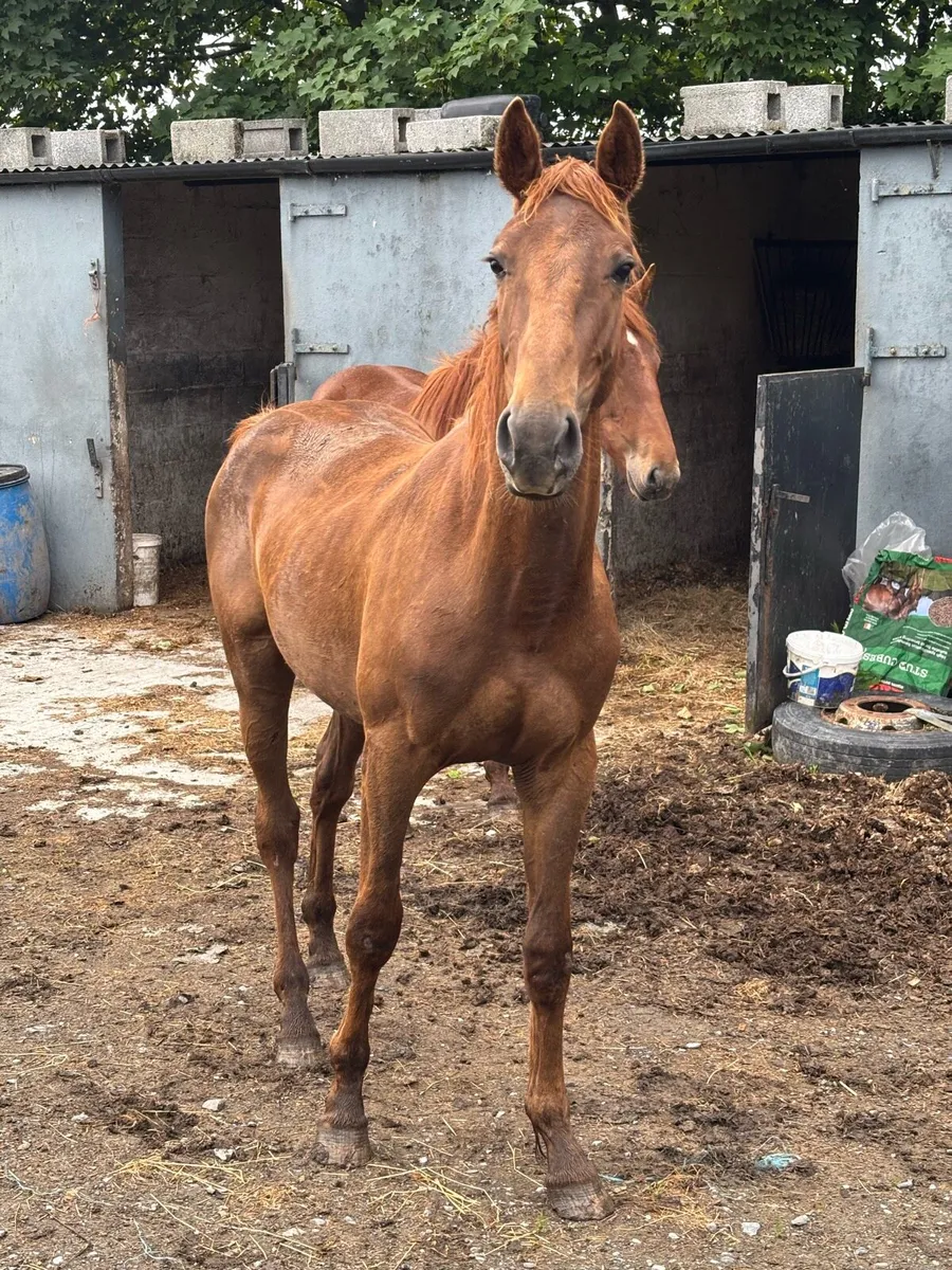 Chestnut geldings - Image 1