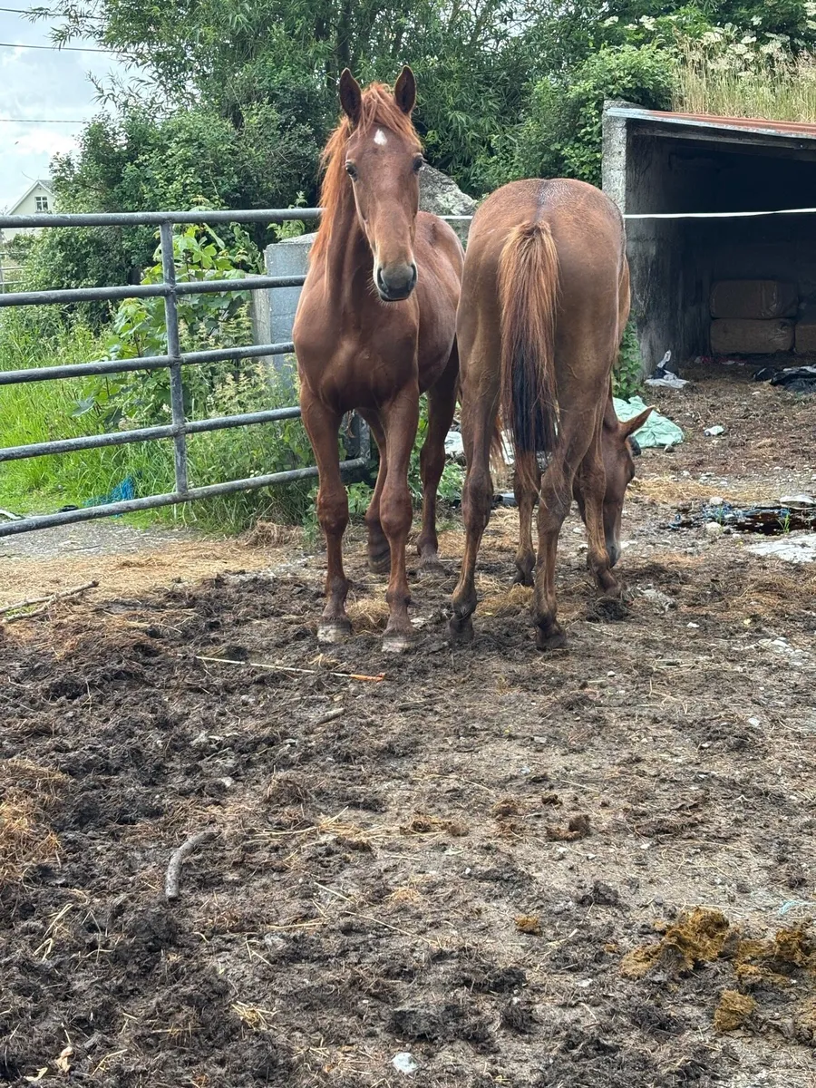 Chestnut geldings - Image 4
