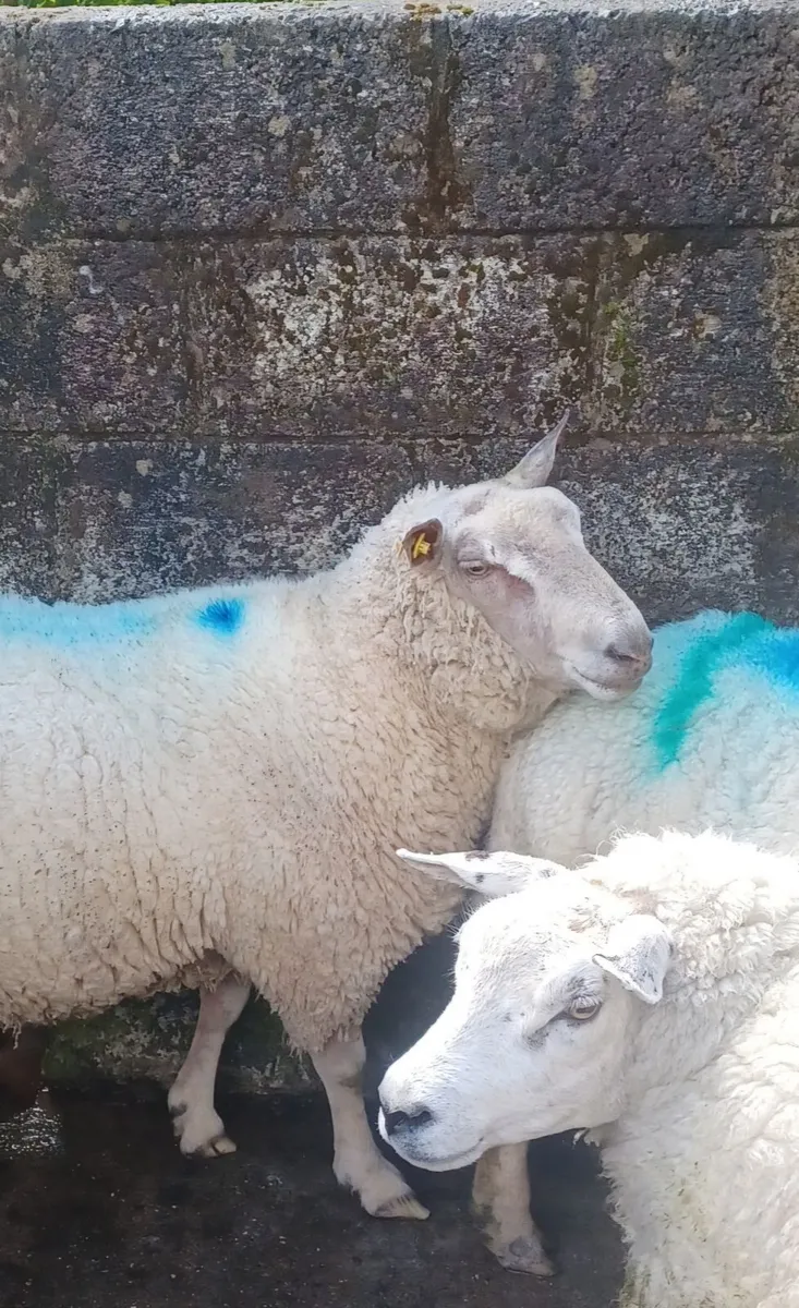 Ram