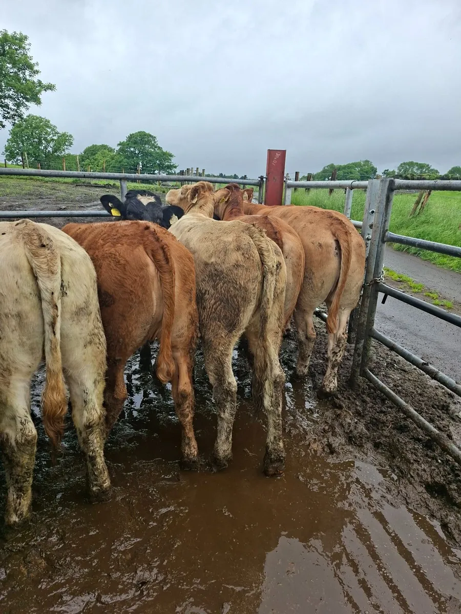 Heifers - Image 3