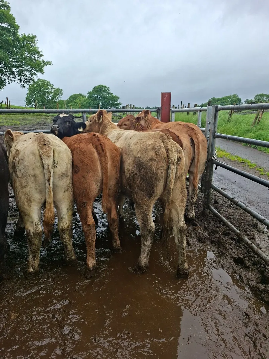 Heifers - Image 4