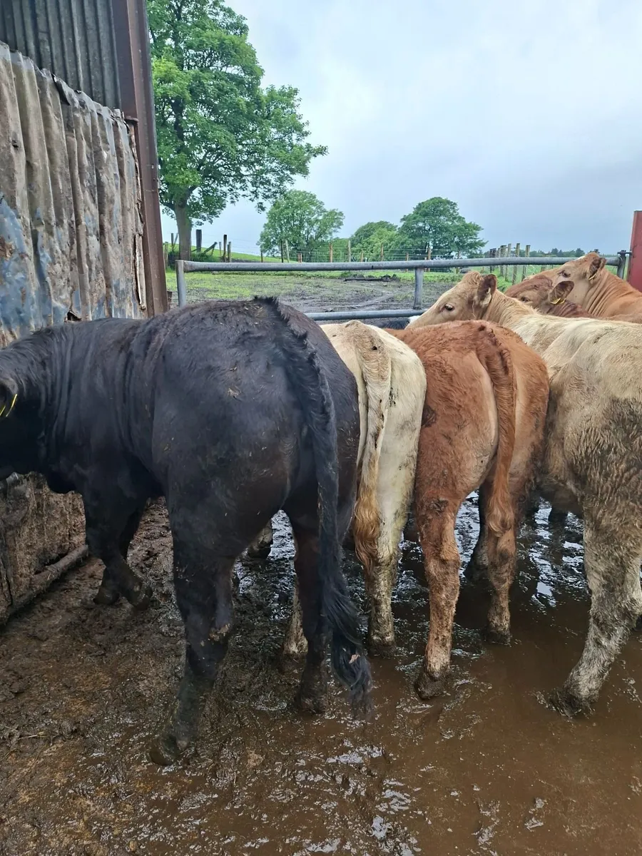 Heifers - Image 2
