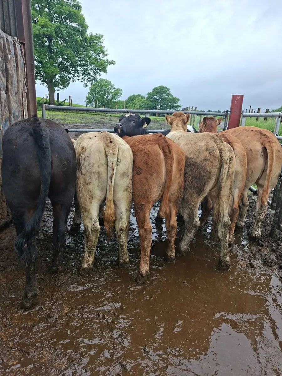 Heifers - Image 1