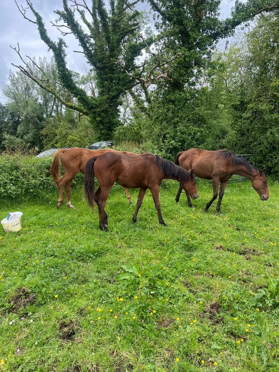 TB Fillies For Sale - Image 1