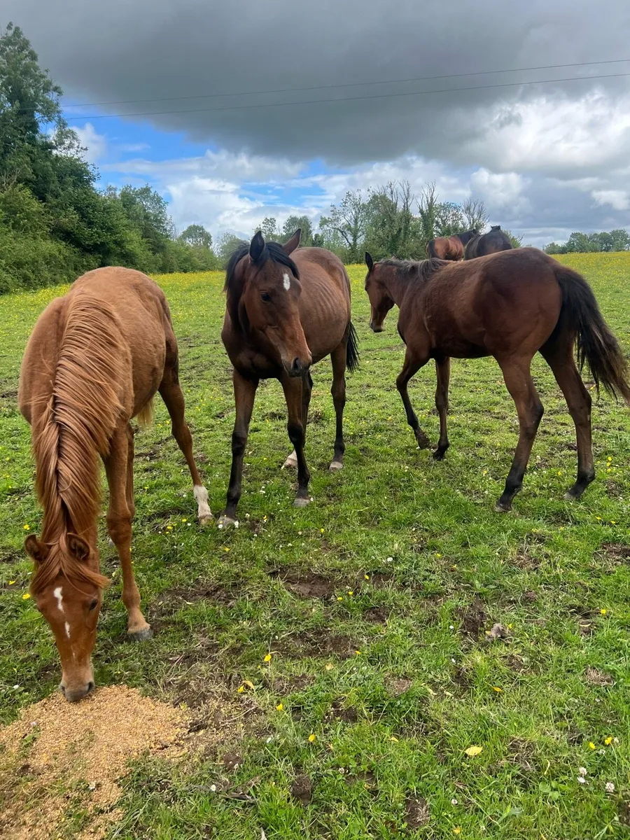 TB Fillies For Sale - Image 2